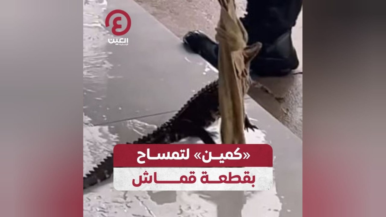 «كمين» لتمساح بقطعة قماش