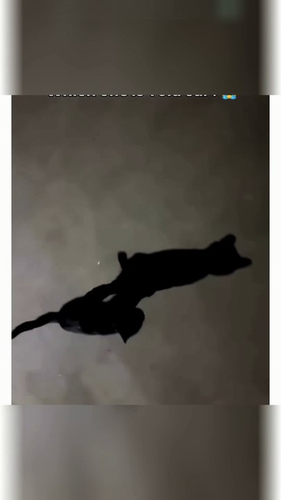 Kitty's Cosmic Adventure 💫