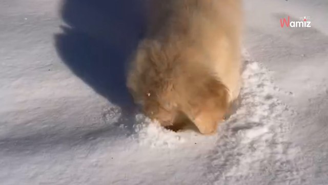 Un chiot Golden Retriever joue dans la neige : son bonheur communicatif va vous faire craquer (vidéo)