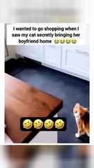 "Sneakyo Kittyos Drop Lyric Video 😺"