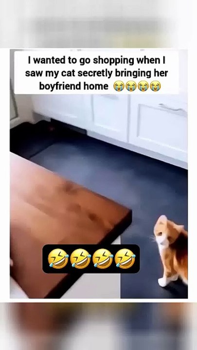 "Sneakyo Kittyos Drop Lyric Video 😺"