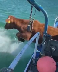 Imposible no sonreír viendo a estas vacas saltar al agua para llegar a las islas Inishkea