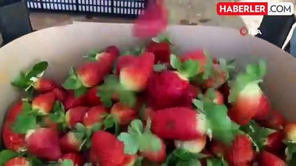Seradaki çileğin fiyatı 1 ayda dip yaptı: Fiyatı 400 TL'den 90 TL'ye düştü