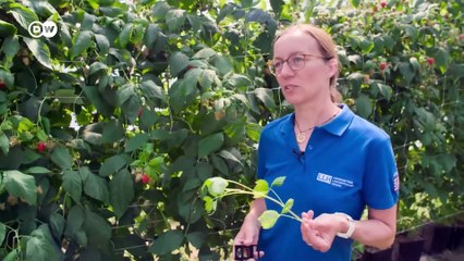 Superfood Berries: Regional vs. Imported – Which Is Better? 🍓