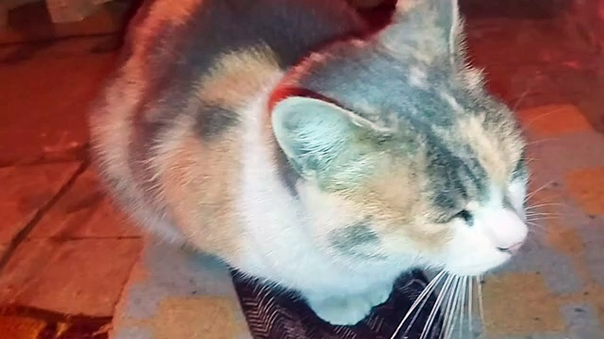 Cute Cats ? Cute house cats and street cats.