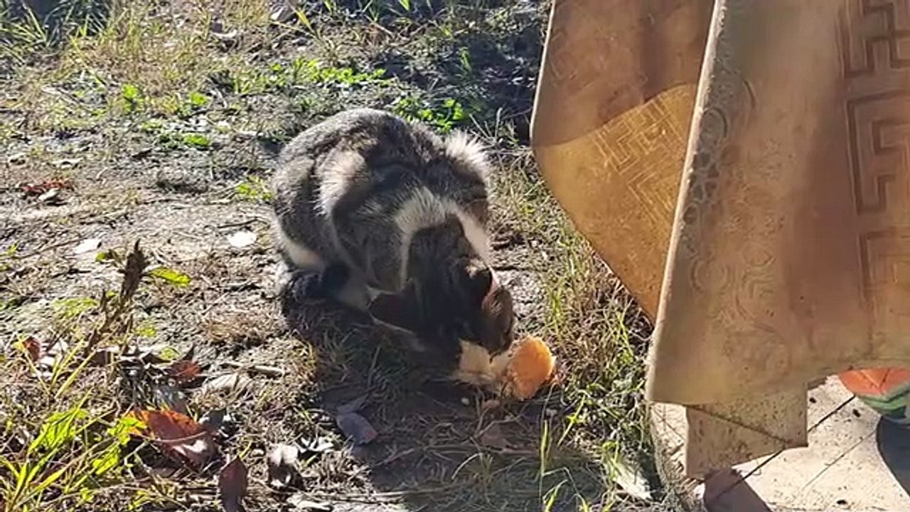 The cute street cat didn't like the food I gave it.