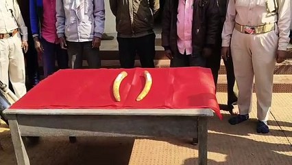 ରାଜ୍ୟ ବାହାରକୁ ଚାଲାଣ ବେଳେ ୨ ହାତୀ ଦାନ୍ତ ଜବତ   ୪ଜଣ ଗିରଫ, ଆନ୍ତଃରାଜ୍ୟ ଅପରାଧୀ ସାମିଲ