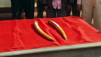 ରାଜ୍ୟ ବାହାରକୁ ଚାଲାଣ ବେଳେ ୨ ହାତୀ ଦାନ୍ତ ଜବତ   ୪ଜଣ ଗିରଫ, ଆନ୍ତଃରାଜ୍ୟ ଅପରାଧୀ ସାମିଲ