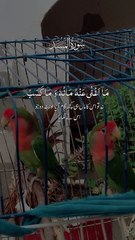 Surah al lahab quran clips best recitation