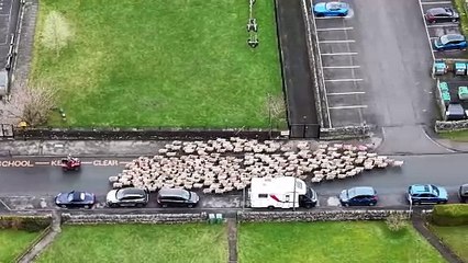 Moment more than 200 sheep run through town