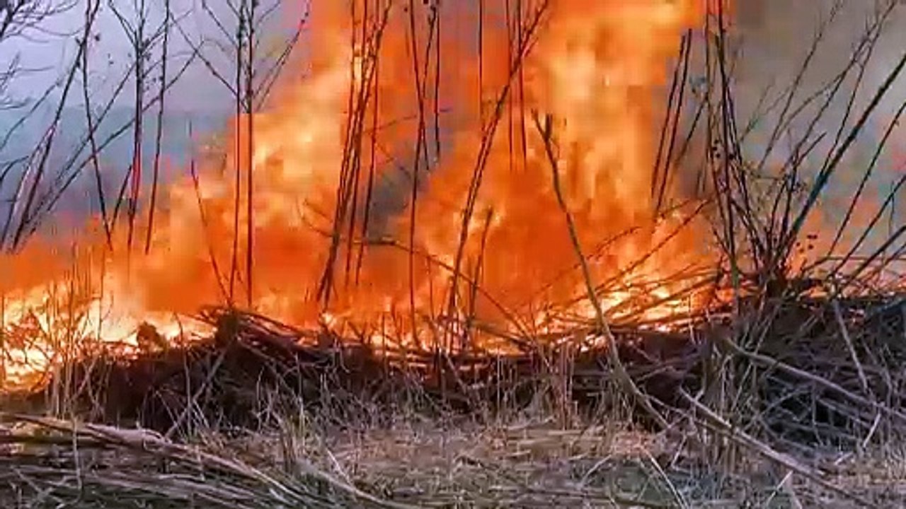 Devastação por incêndios cresceu 79% em 2024 no Brasil