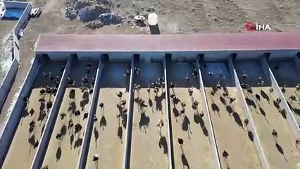 Ağrı Dağı'nın ''çok özel'' devekuşları kamerada...