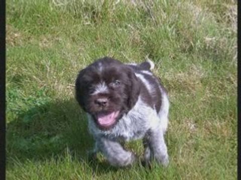 Détente chiots Korthals_0001