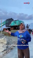 Ribuan Mangrove Pulau Pari Habis Digilas Eskavator