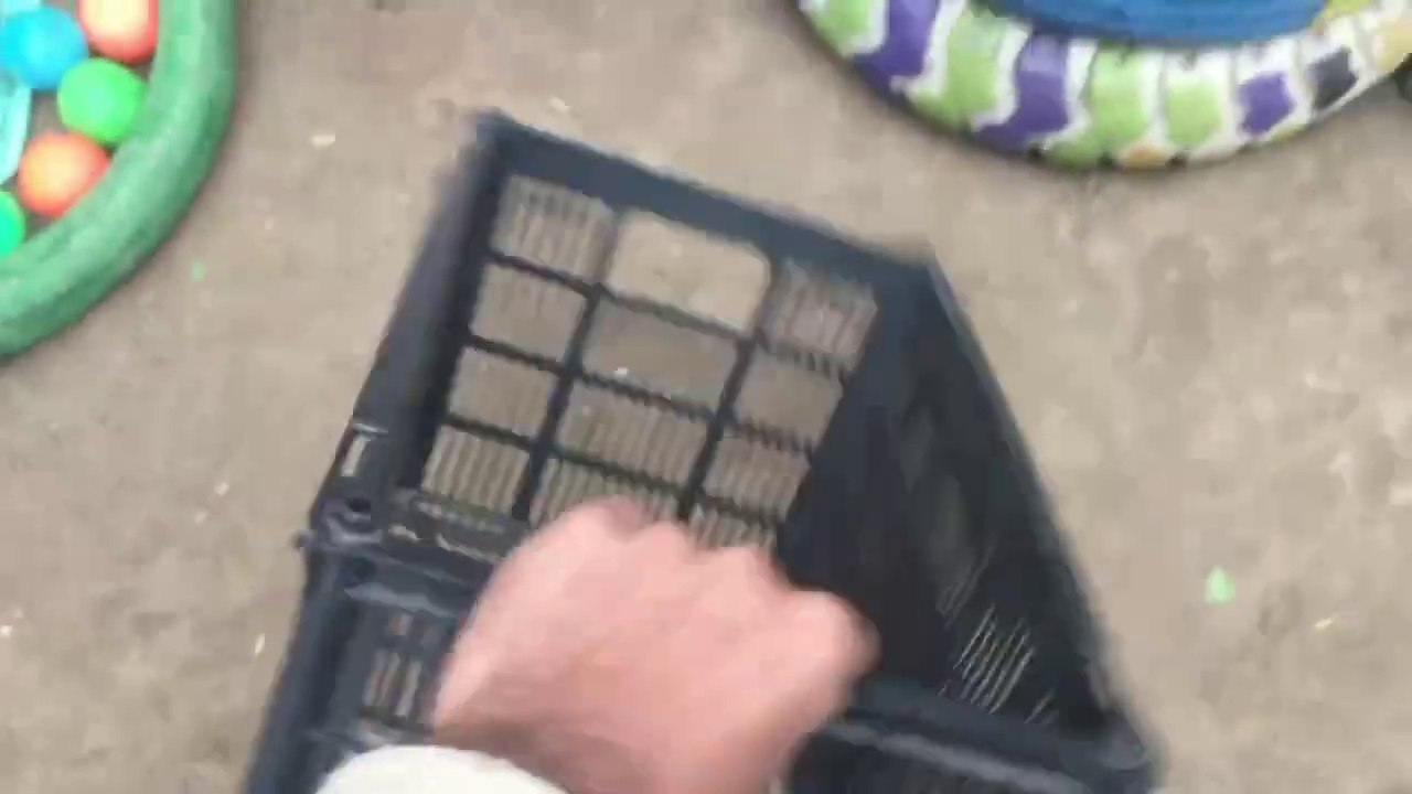 Tangkap ayam lucu_ Ayam warna warni_rainbow anak ayam_ kelinci lucu_336(720P_HD)