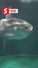 Japanese aquarium uses cardboard human cutouts to cheer up lonely sunfish