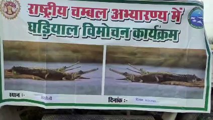 चंबल को गुलजार करेंगे घड़ियाल, बत्तीस शावक चंबल नदी में किये रिलीज, 13 जनवरी को छोड़े गए थे 25 घड़ियाल शावक, घड़ियाल प्रजाति का बढ़ रहा कुनबा, 2512 हुई संख्या, जलीय जीव प्रेमियों में खुशी की लहर