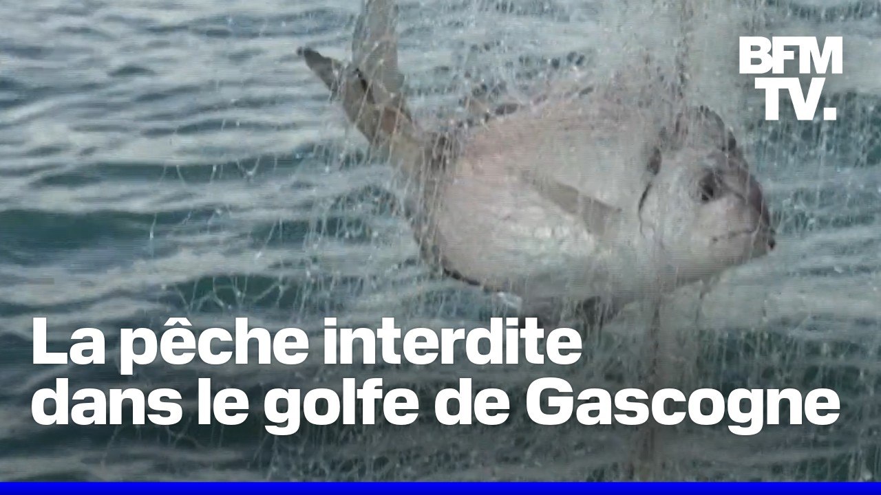Comme en 2024, la pêche est interdite dans le golfe de Gascogne jusqu'au 20 février
