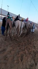 Dubai camel race khawaneej