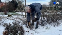 Roland Motte, jardinier : taillez vos petits fruits en hiver pour assurer la fructification