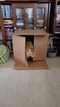 Funny Cat videos 🐱🐱 #meowing #memes #cute