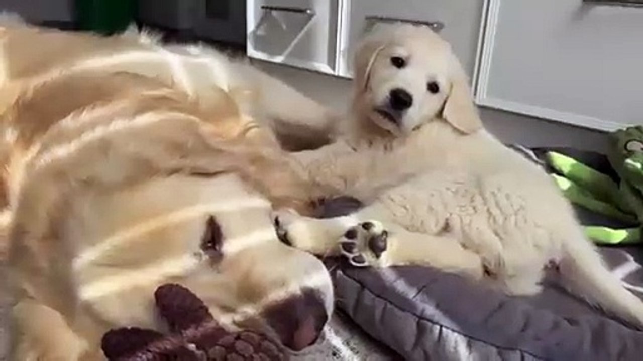 How the Golden Retriever Bailey and New Golden Retriever Mia Became Best Friends [Compilation]