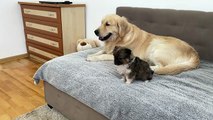 Golden Retriever Introduces Husky to New Puppy for the First Time [So Funny!!]