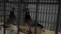 Inside Blackpool's pigeon fanciers show 2025