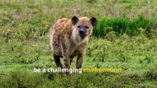 Fun Hyena Facts, Discover the World’s Most Misunderstood Animals!