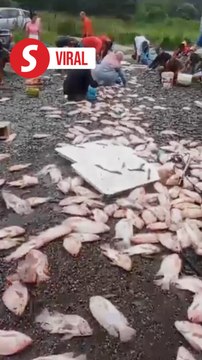 Car crash turns into seafood grabfest on overturned lorry