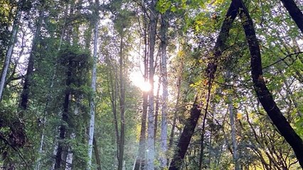 The Bible Book Of GENESIS.  Chapter 1.   Reading From KJV Version   Print Year 1837. (1)