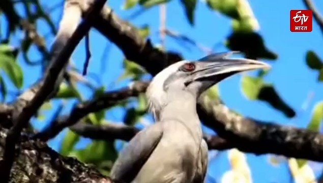 दो-दो चोंच वाली चिड़िया, जो इंसानों की तरह अपने बच्चों का बदलती है डायपर