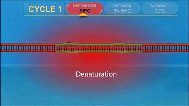 PCR (Polymerase Chain Reaction) -