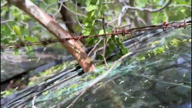 Pedaço de madeira atravessa para-brisa de caminhonete durante colisão na BR-230, em Pombal