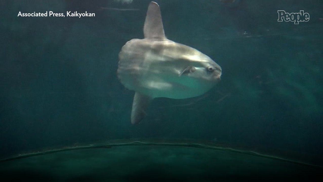 ‘Lonely’ Sunfish Comforted by Cardboard Cutouts...