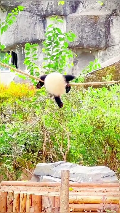 MOMEN FUNNY ANIMALS