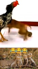 MOMEN FUNNY ANIMALS