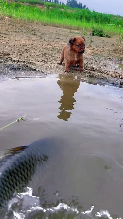 MOMEN FUNNY ANIMALS