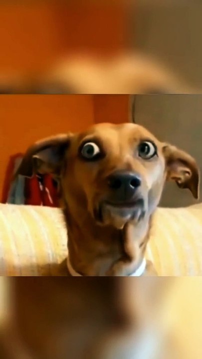 MOMEN FUNNY ANIMALS