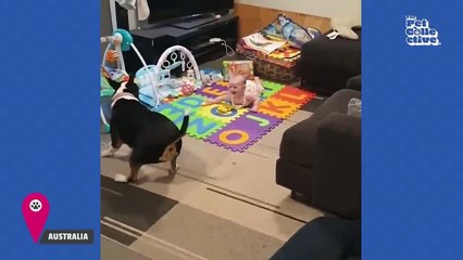 Babies Laugh with  cute pets