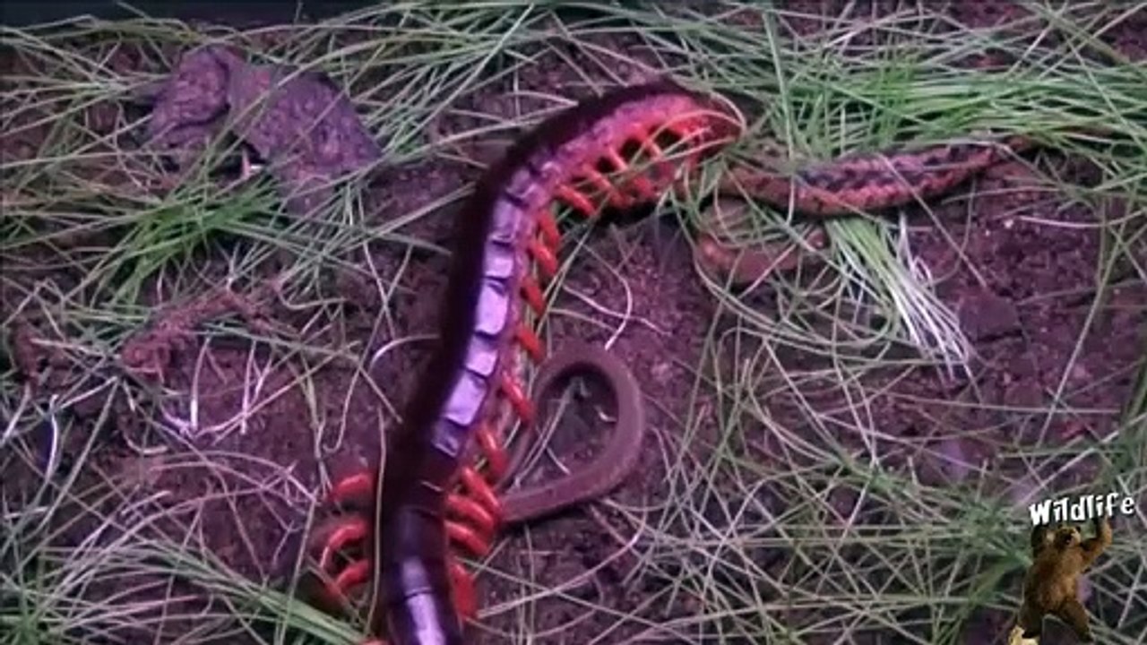 Mille-pattes VS gros serpent... insectes un peu flippants