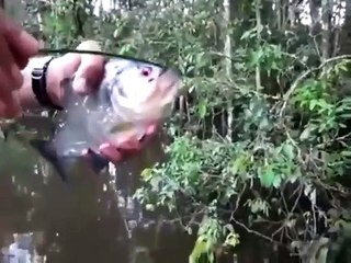 Regardez la puissance de la mâchoire du piranha