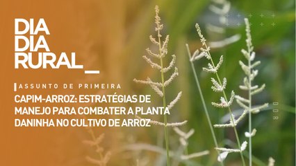 Capim-arroz: estratégias de manejo para combater a planta daninha no cultivo de arroz