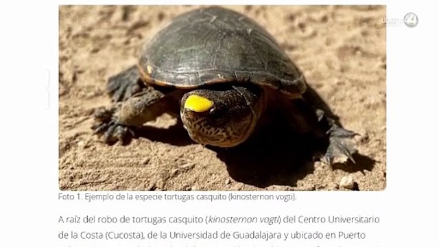 Profepa retira tortugas Casquito de Vallarta del CUC