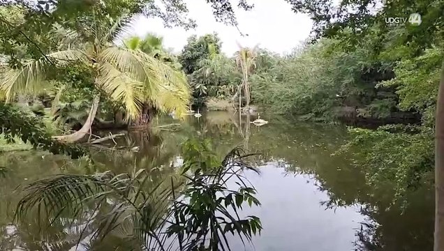 La Fiscalía Estatal no remite a la FGR las investigaciones del robo de tortugas Casquito de Vallarta