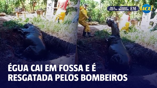 Égua cai em fossa e é resgatada pelos bombeiros em Francisco Sá