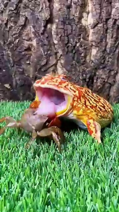 Funny animal short video 😂😂