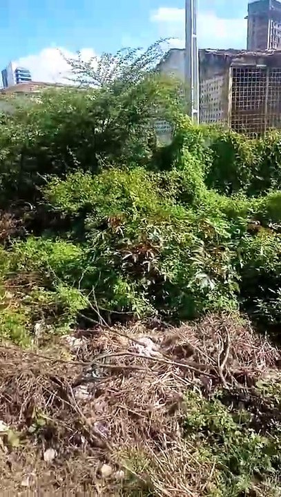 Morador da Rua Deodoro da Fonseca, em Patos, pede limpeza de área tomada por lixo e entulhos descartados por carroceiros