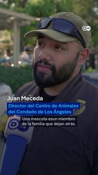 Refugios para animales en Los Ángeles en su máxima capacidad tras los incendios