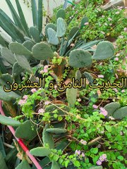 الأربعون النووية ( 5 )